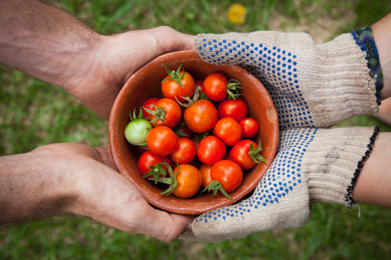 organic tomatoes